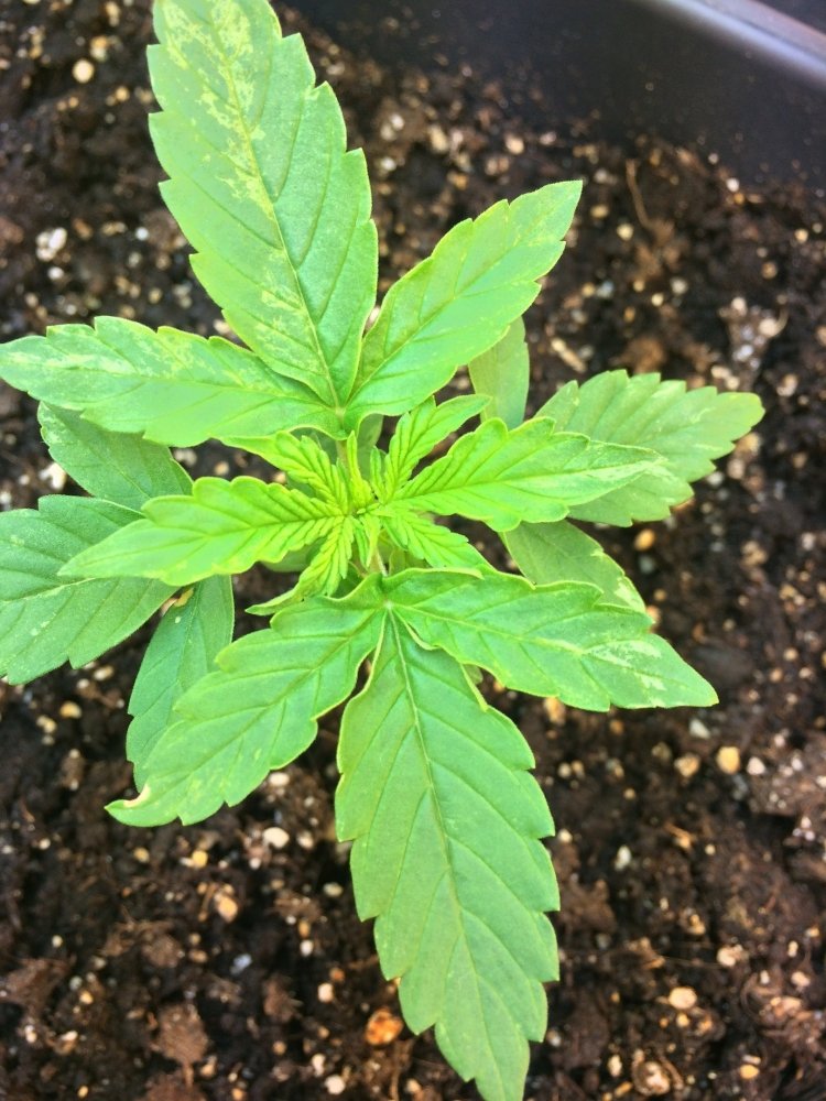 green.jpg