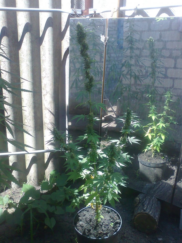 hybrid_ak_47_10_08.jpg