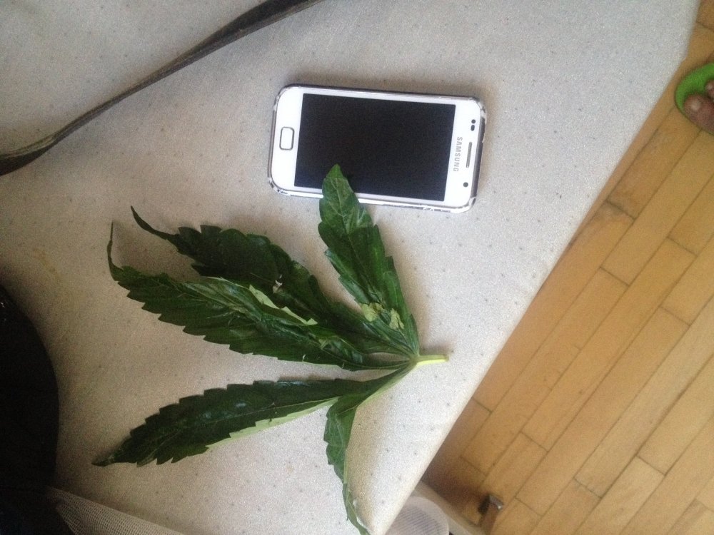 image.jpeg