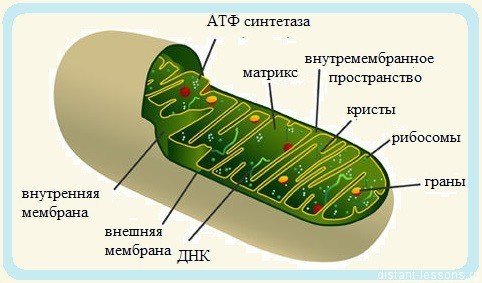 stroenie-mitohondrii.thumb.jpg.f047822cf8d57ca3d22d107b1489d69f.jpg
