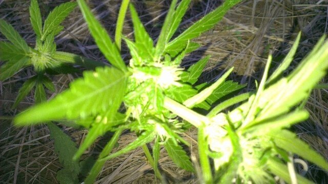 tmp-cam--23901989.thumb.jpg.306fd773f417cb02fa202577a51a472b.jpg