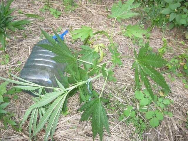 tmp-cam--241220632.thumb.jpg.00b9cfdca13bb64c0c99b05f24d20ba6.jpg