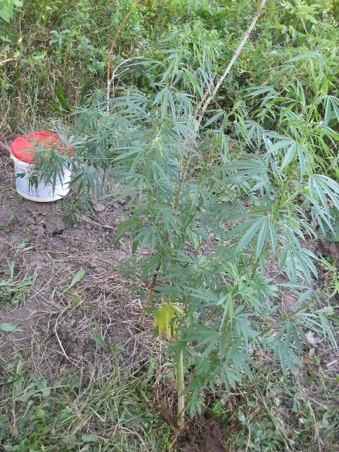 tmp-cam-1687337420.thumb.jpg.b8c95e0d16779cc207953da467bdcb10.jpg
