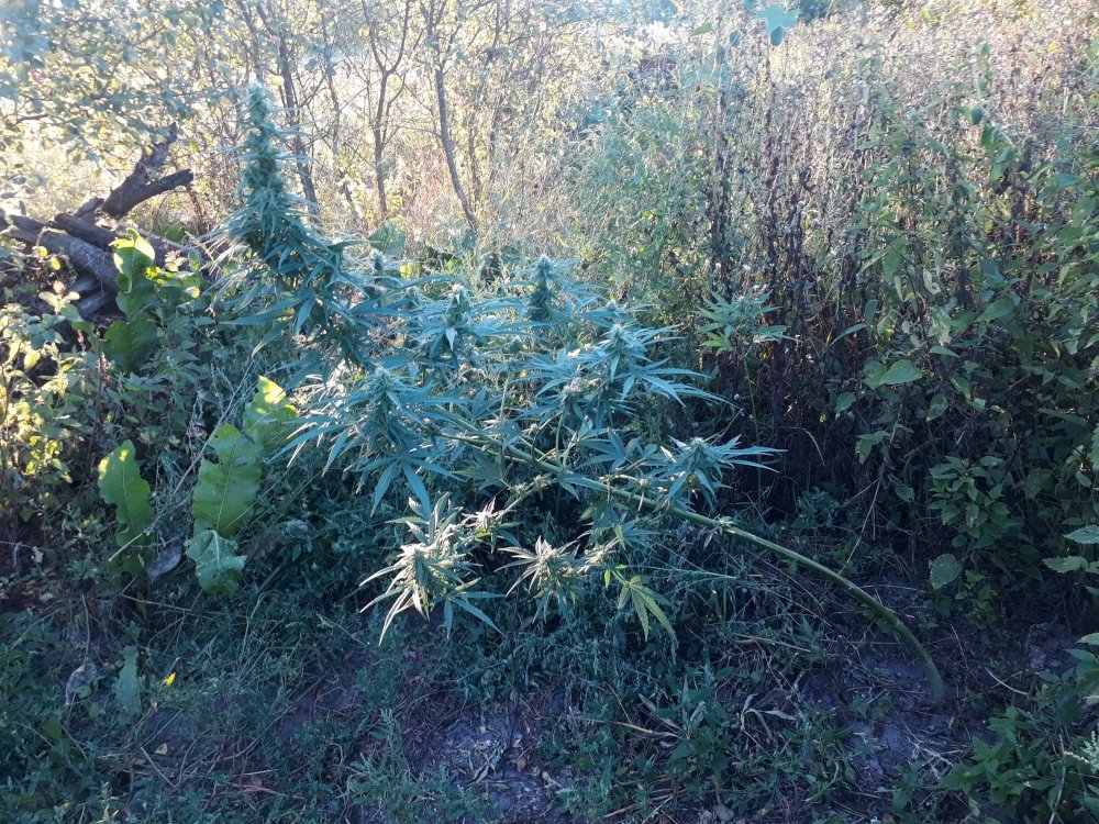 tmp_14446-20180823_192630271087565.jpg