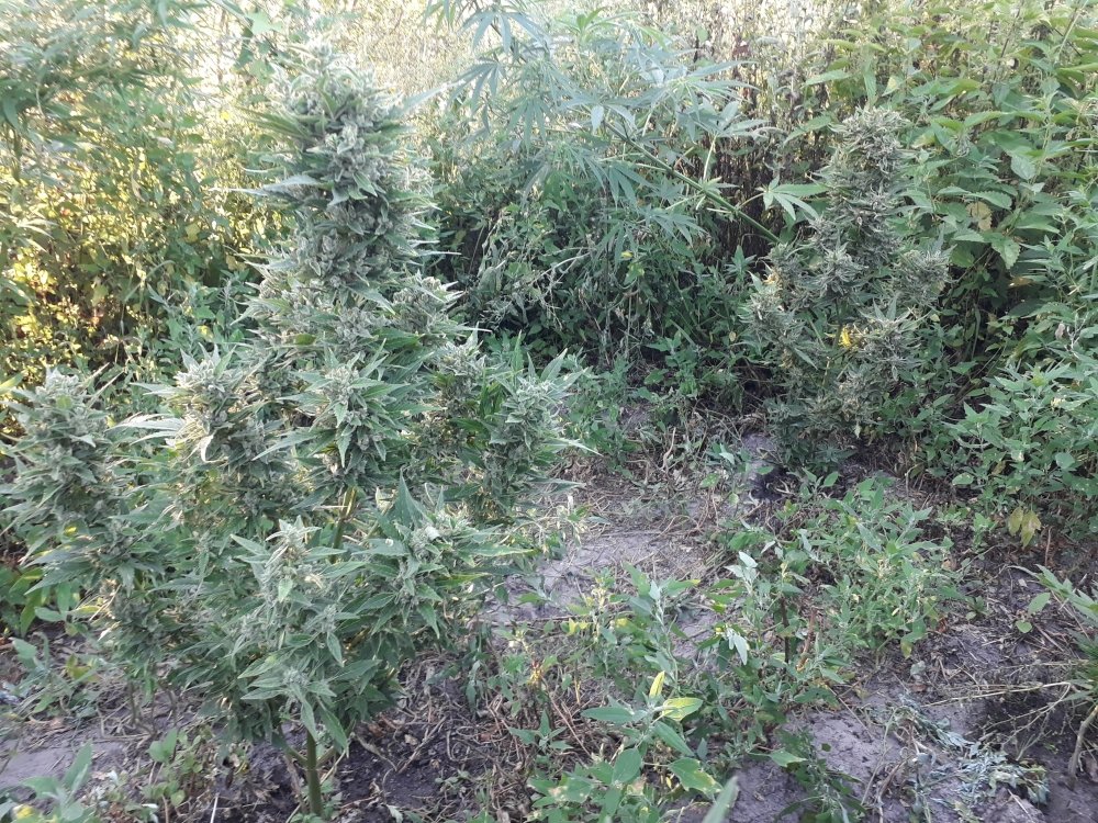 tmp_21698-20180808_192538560317181.jpg