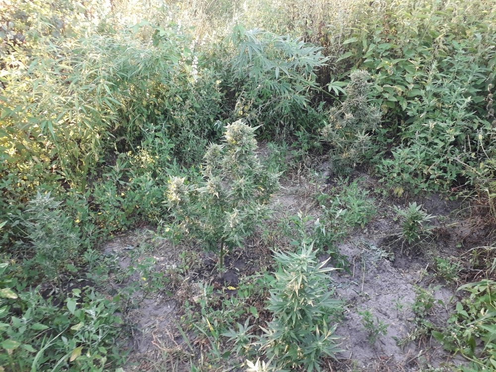 tmp_21698-20180808_194058855569846.jpg