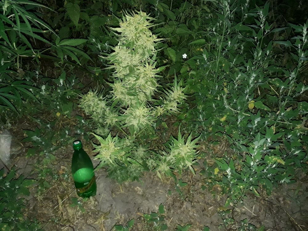 tmp_23284-20180809_205732821364636.jpg