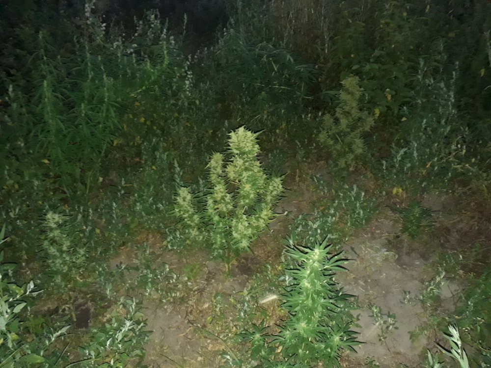 tmp_23284-20180809_210407871672045.jpg