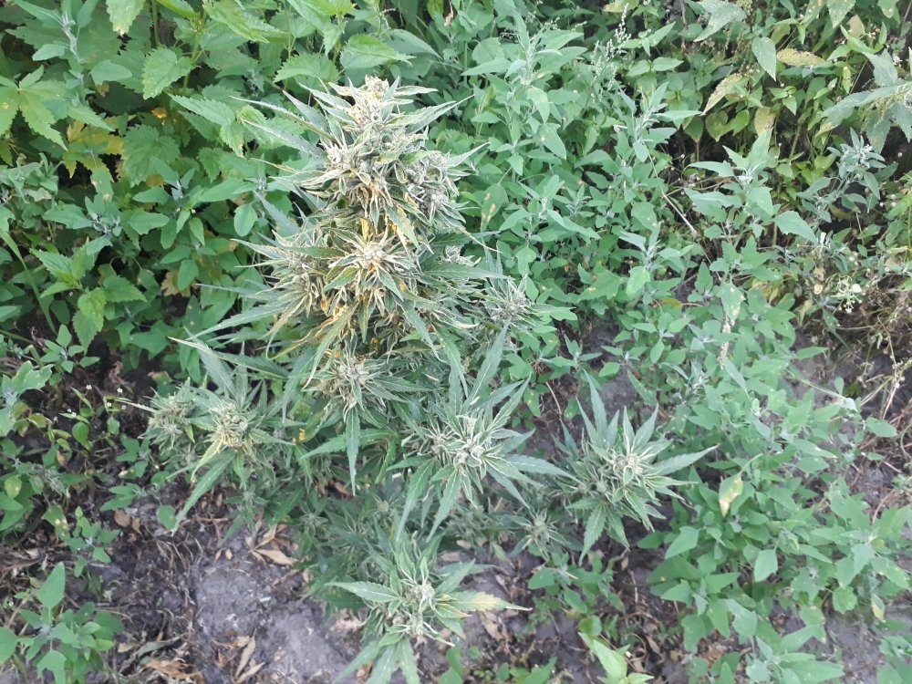 tmp_23479-20180802_201331148773219.jpg