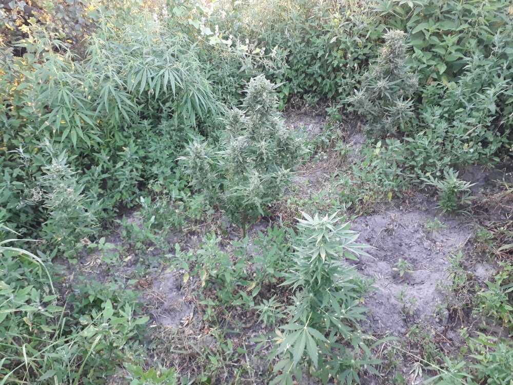 tmp_23479-20180802_2014401779429126.jpg
