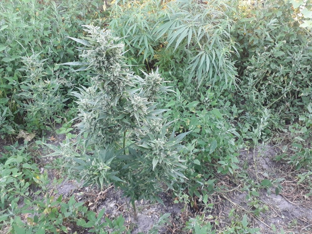 tmp_23479-20180802_2017061889211980.jpg