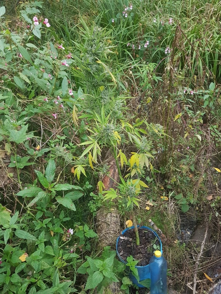 20180911_175331.jpg