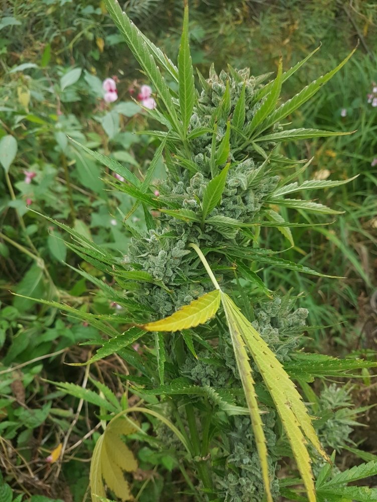 20180911_175343.jpg