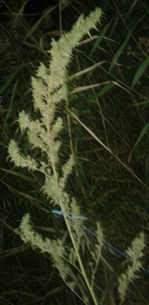 20180914_234048-1.thumb.jpg.66e3fb7f95ee3efad2d04c641cd43a0a.jpg