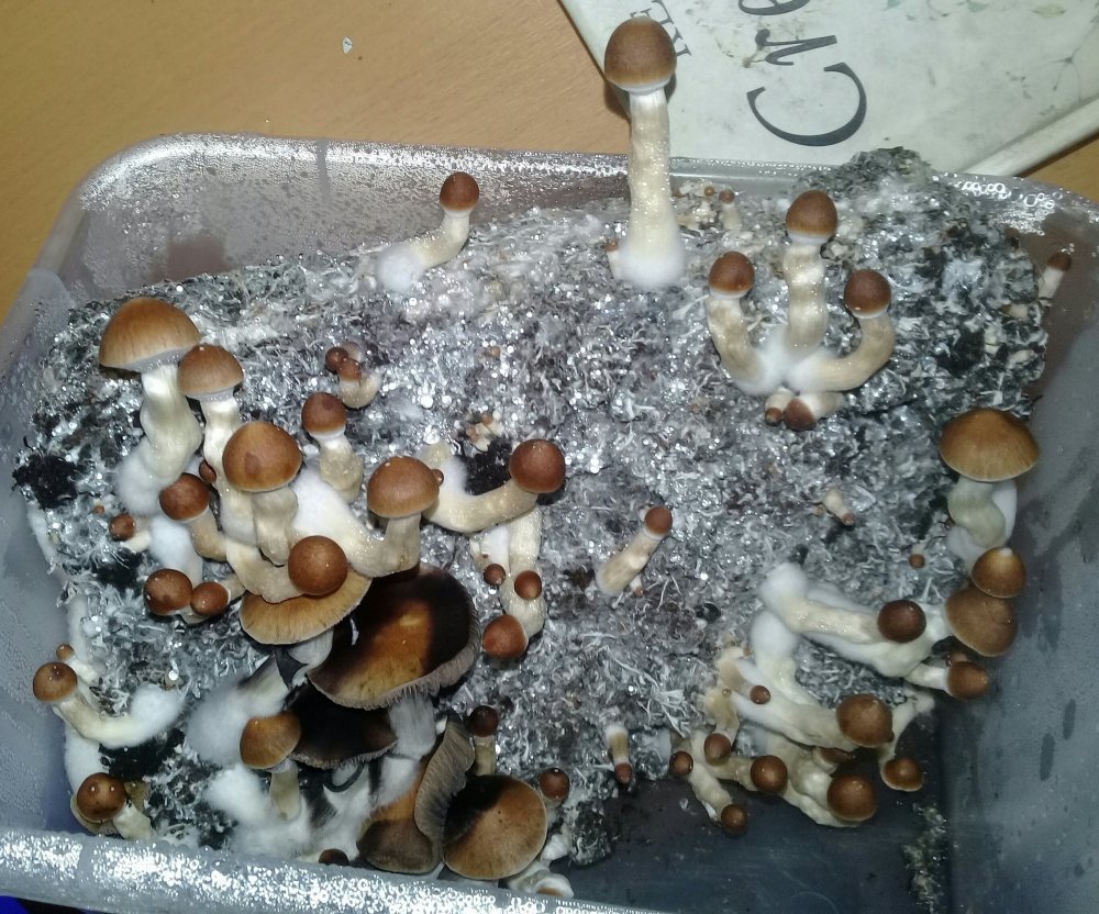 20180915_155558.jpg