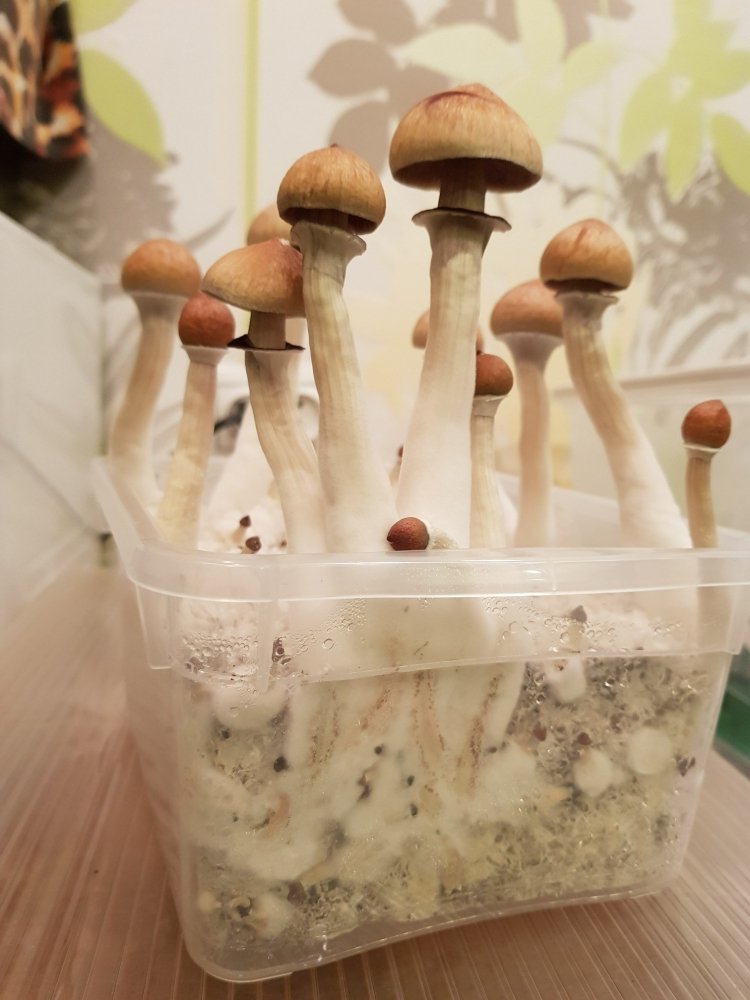20180916_214840-1512x2016.thumb.jpg.bc938fa22933f4c6ff3387580d74303a.jpg