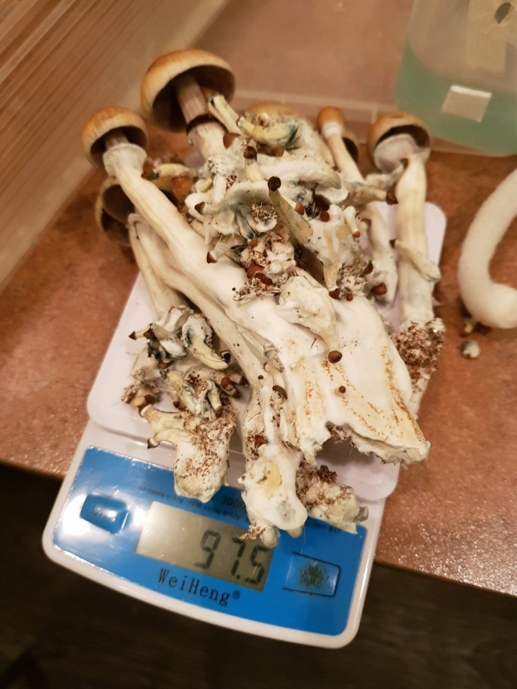 20180916_220102-1512x2016.thumb.jpg.2064f6cb3f0a4ee0fd8b5b0212b168e0.jpg