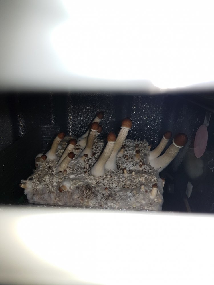 20180922_185839-2268x3024.thumb.jpg.a950ba18c598fe4a3f259155d2fe6799.jpg