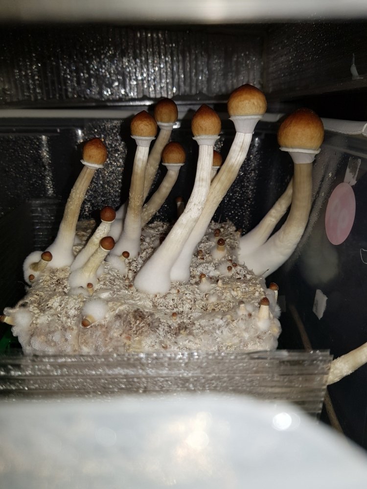 20180923_155231-2268x3024.thumb.jpg.fb35401abdcb983af07bf07420b91bef.jpg