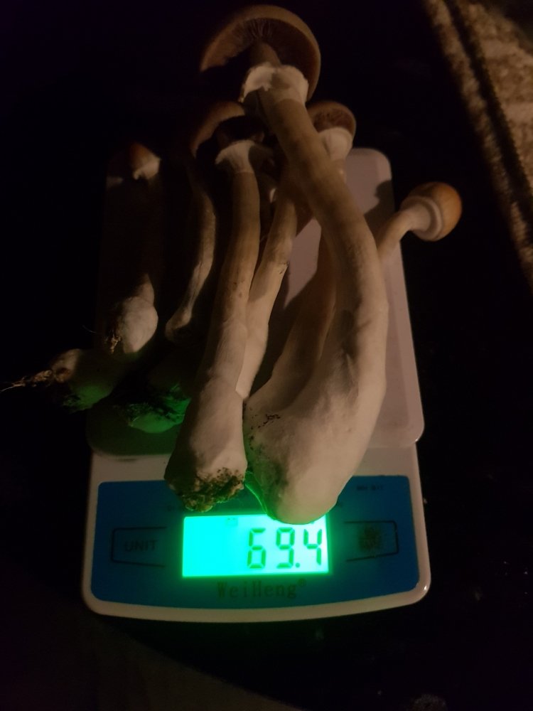 20180923_233036-2268x3024.thumb.jpg.4b3f63386964205bbd19c4a85eee5088.jpg
