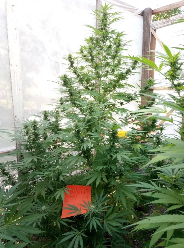 2140156663_--yalta-kush-1.thumb.jpg.d2c3c6365bb0533bcfb9170f8327b1d5.jpg