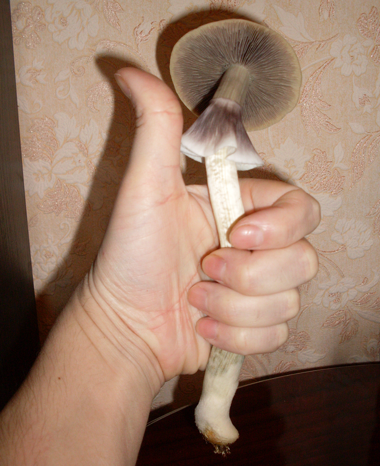 26.png.d3f7ebeb8d8de554f8c26c999389744a.png