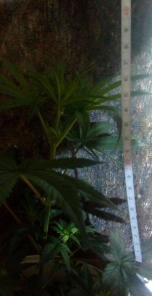 IMG_20180923_095223_170.thumb.jpg.35f583814d1eb26aac07ff8d6030b7a0.jpg
