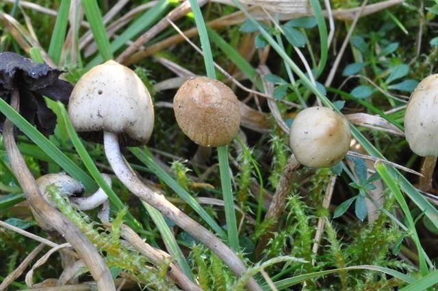 jcs-psilocybe-semilanceata-50421.jpg
