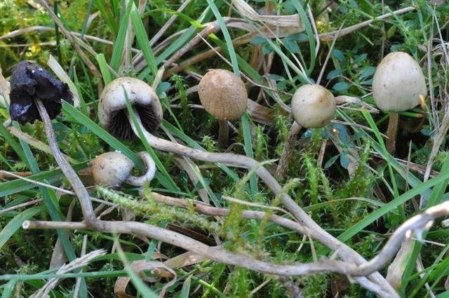 jcs-psilocybe-semilanceata-50422.jpg