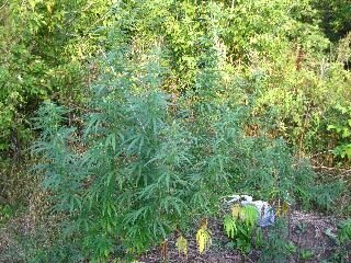 tmp-cam--658232298.jpg.8231c3d81b38a61bc2ea818bf4476eb9.jpg
