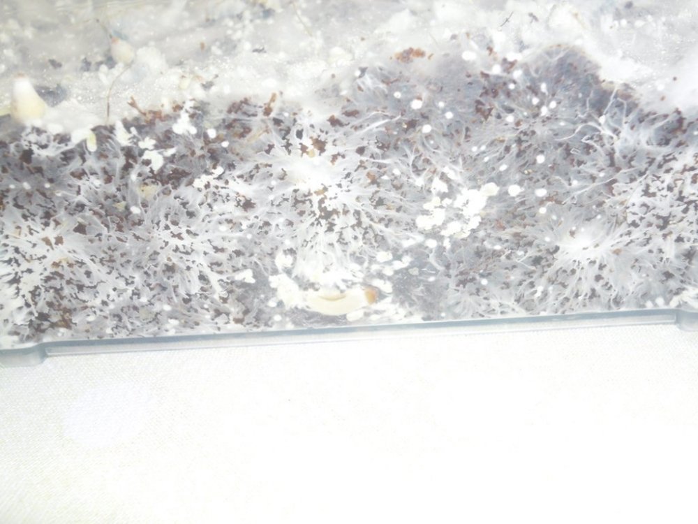 0210_4.thumb.jpg.2ec2a65cda97374a1809a0073e85c16c.jpg