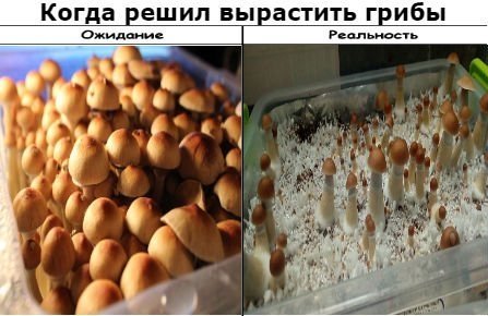 мем.jpg