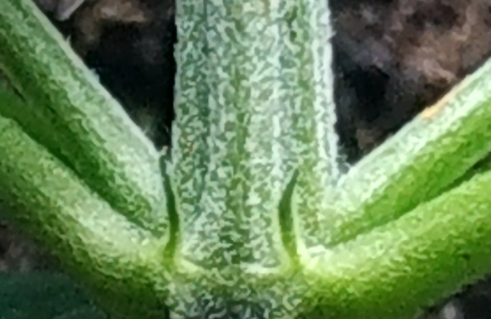 1_cleaned.thumb.jpg.3000b72866e6e6f3e2c49e221f0c90e1.jpg