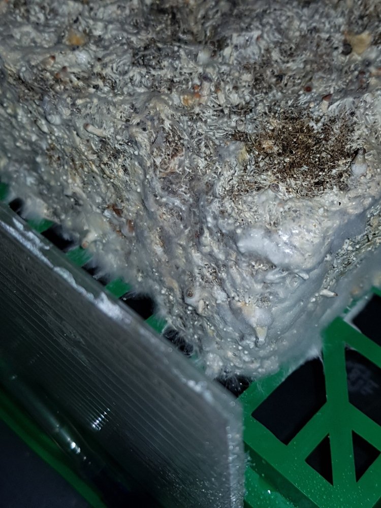 20181002_203027-2268x3024.thumb.jpg.8aac76e0654725a5e237cb4777f47764.jpg