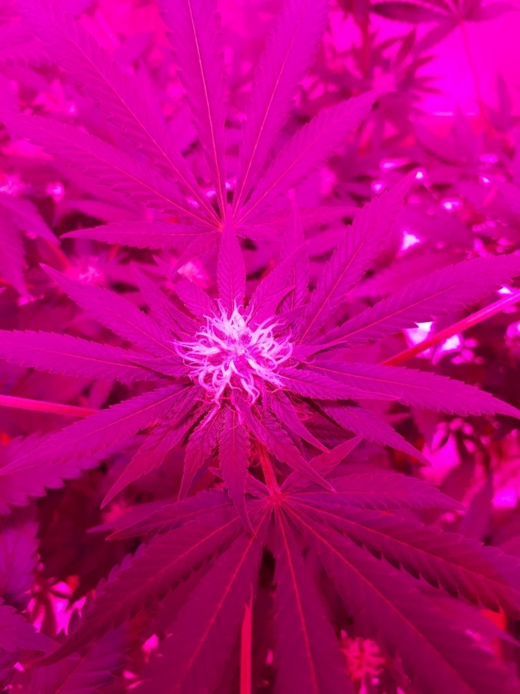 20181009_184113-2592x3456.jpg