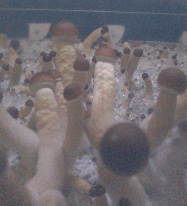 22.thumb.png.bb1be20ac7a864b8f60eb80c0de46e6b.png