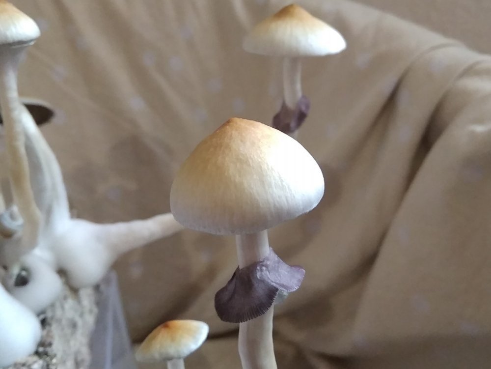 4.thumb.jpg.a6d33d1283917cd87d68874a3bf10925.jpg