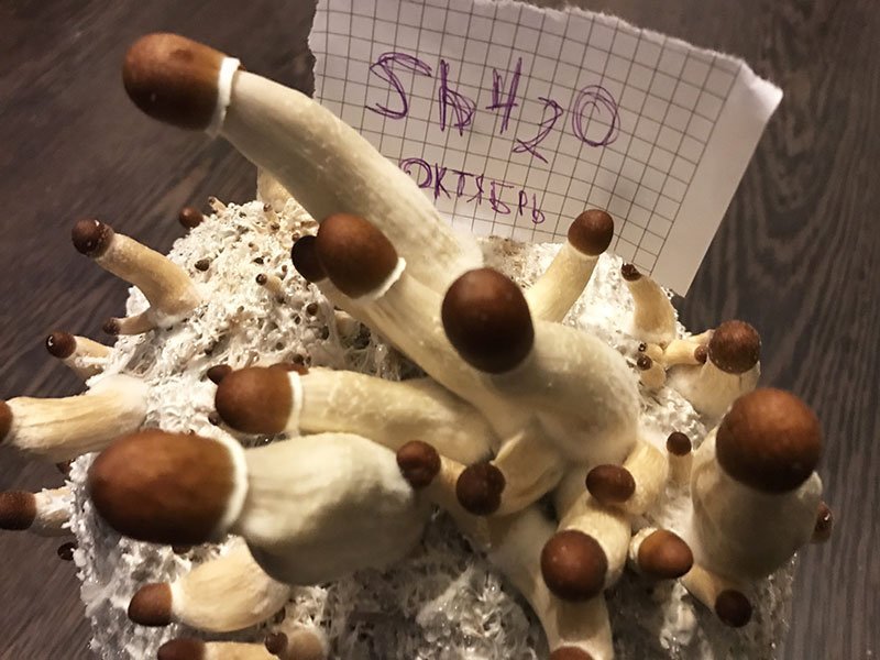 93.jpg.148ea4e0e29c0db78b50792c13e4a9ca.jpg