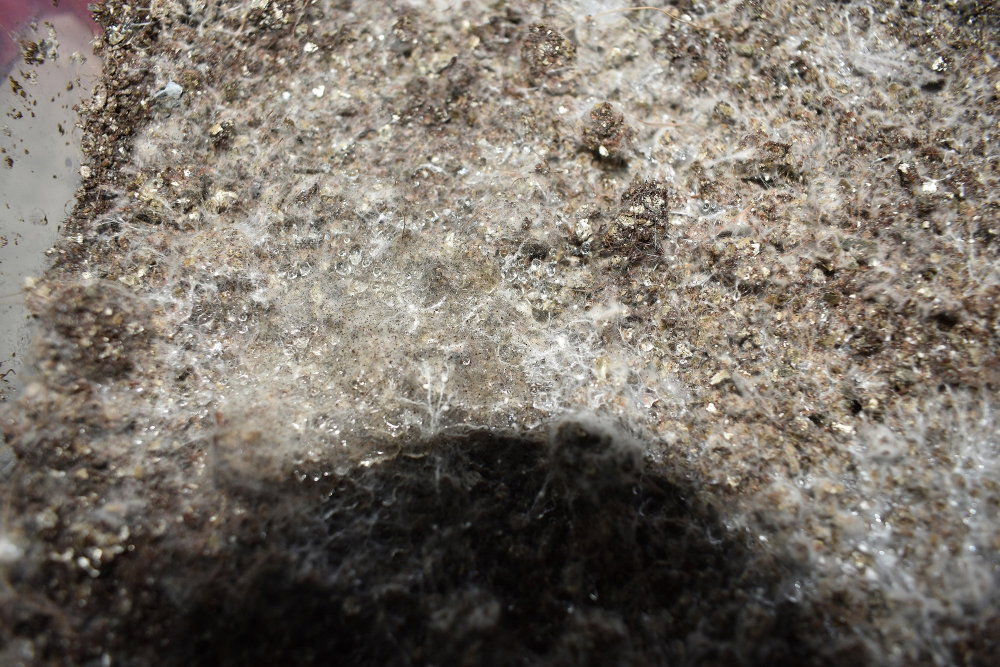 DSC_0110.JPG