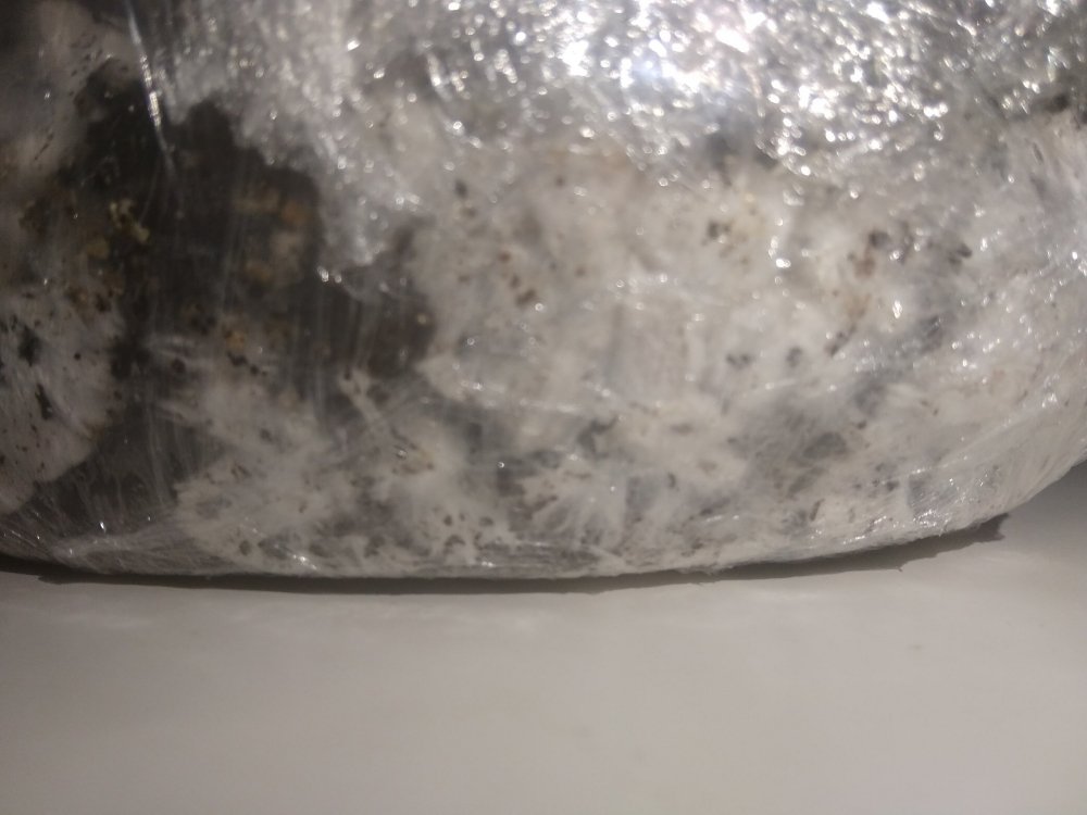 EcKySx0FEH0.thumb.jpg.b8093b1f8b1b18e368387c49333d7b08.jpg