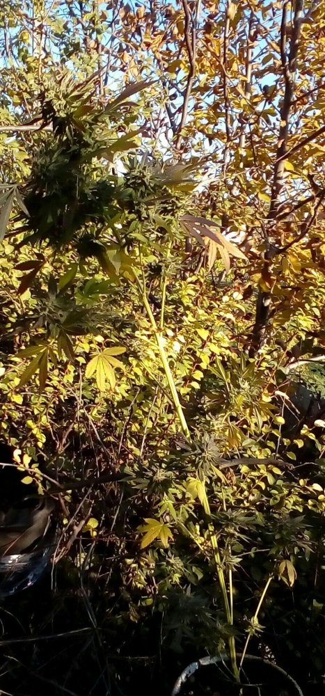 P_20181030_154350_1_1.jpg