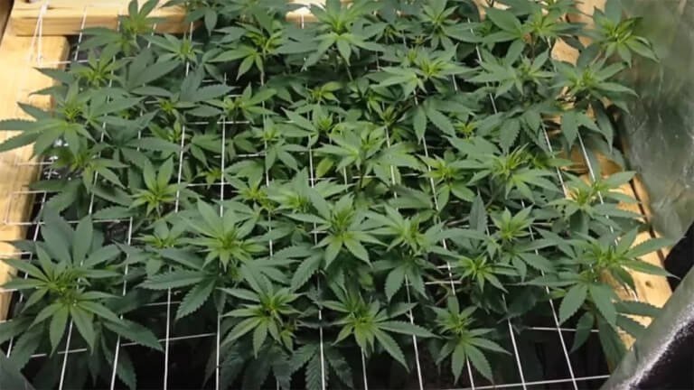 SCROG-768x432.jpg
