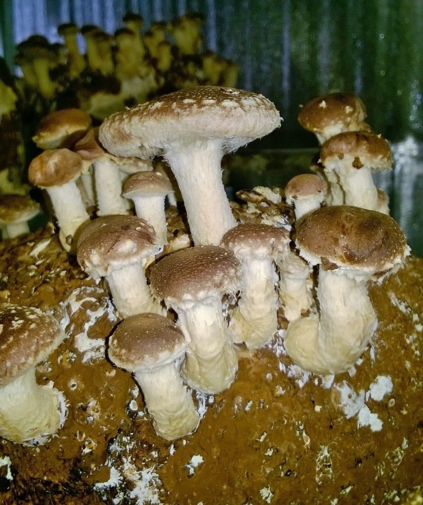 WP_20170128_009.jpg