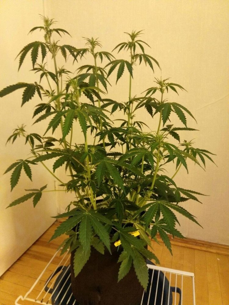 imgonline-com-ua-dexifYbD5uZWzIjxb.thumb.jpg.7df370ffcde41239c9c7bf317e3cf45a.jpg