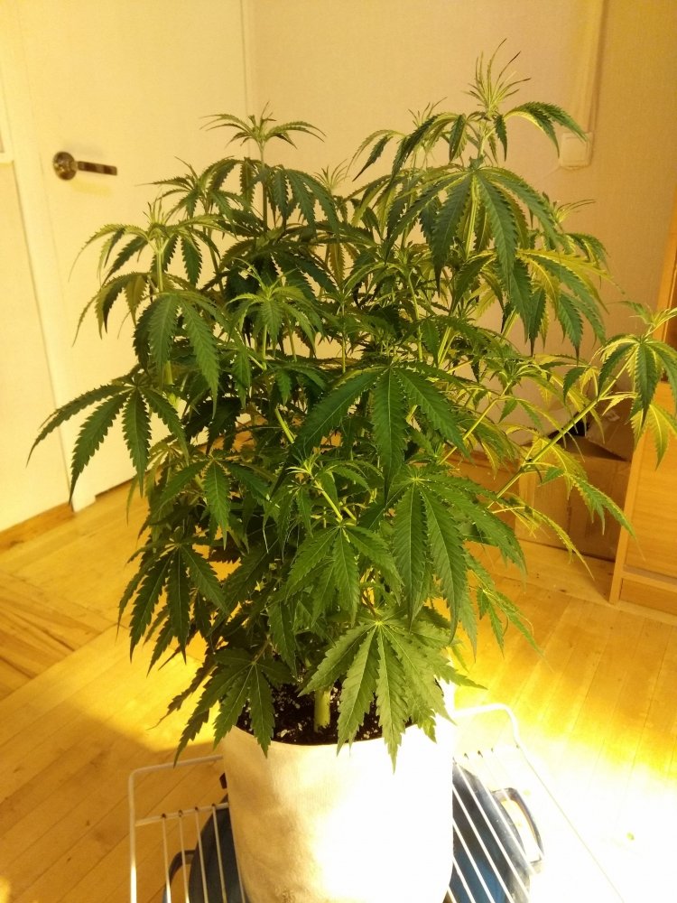 imgonline-com-ua-dexifZ7jmtHnPIL9A-min.thumb.jpg.591de9bd083ae3e8d4ce663f0d970c77.jpg