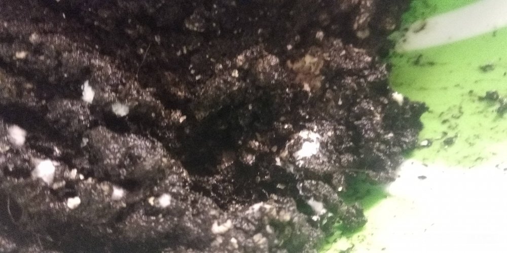 oD6XH0t44x8.thumb.jpg.95976286a38e734ef035e664da23ff10.jpg