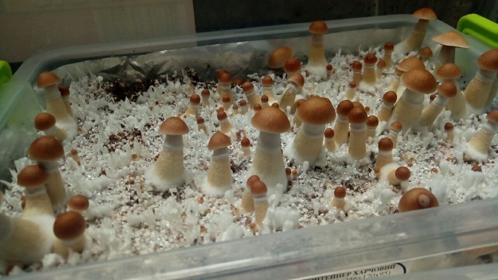 photo5300780437393746290.jpg