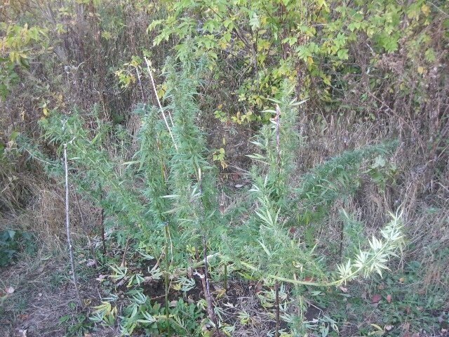 tmp-cam--1133663713.thumb.jpg.d2ca023f5513aefdb89a4fb7d7460643.jpg