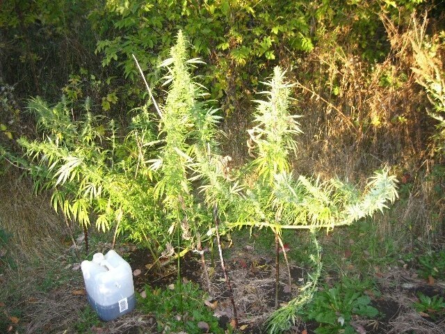 tmp-cam--530302912.thumb.jpg.75249684fbeaac17270b2addb135877f.jpg