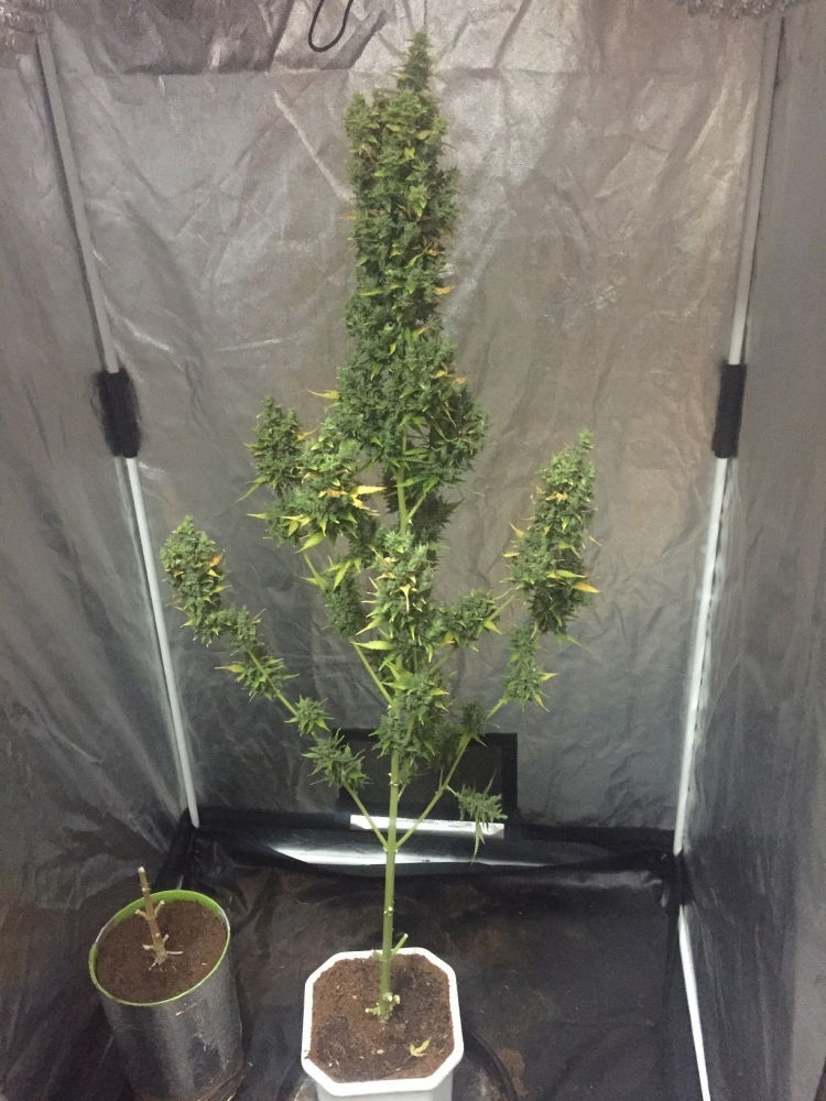 1.thumb.JPG.b722e1dd4f42b80c08ffa9a7f6541164.JPG